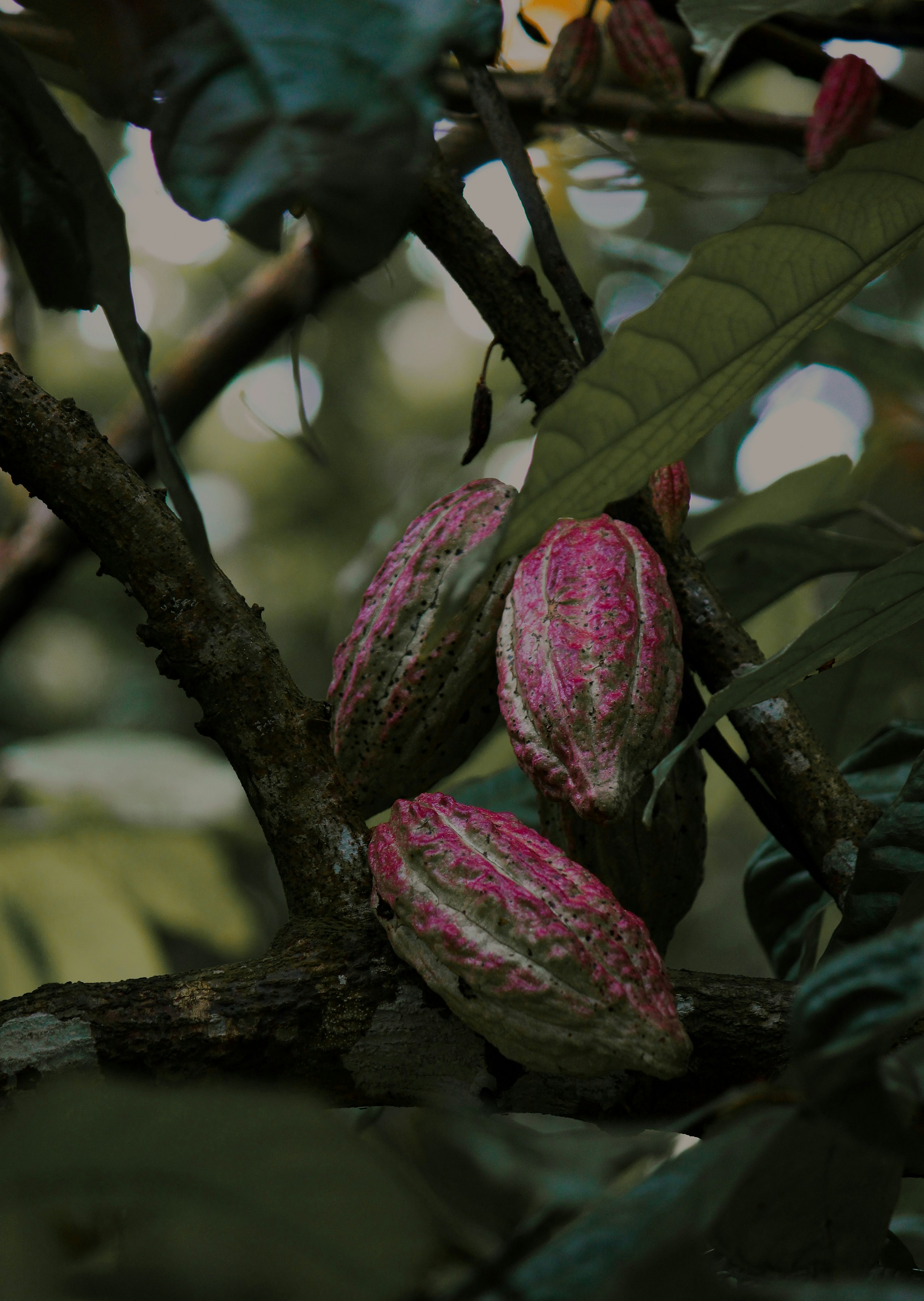Image de forêt derrière la section Pourquoi CocoaTrust